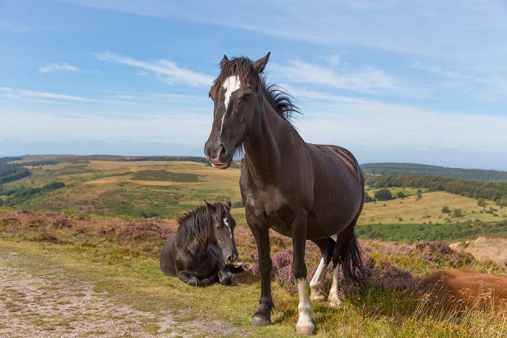 Horses in the Quantock Hills - Horses in the Quantock Hills